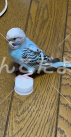 迷い鳥の写真
