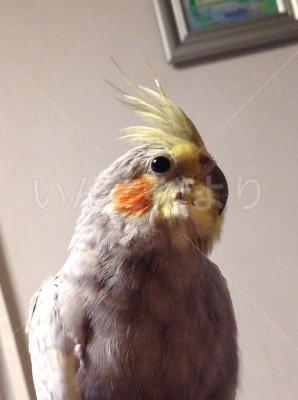 迷い鳥の写真