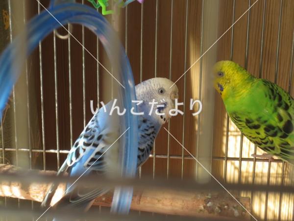 迷い鳥の写真