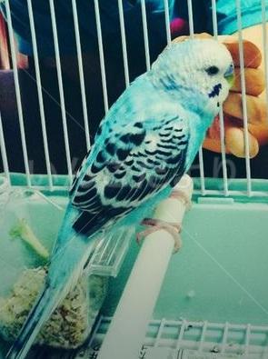 保護鳥の写真