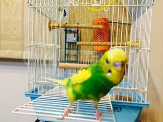 迷い鳥の写真