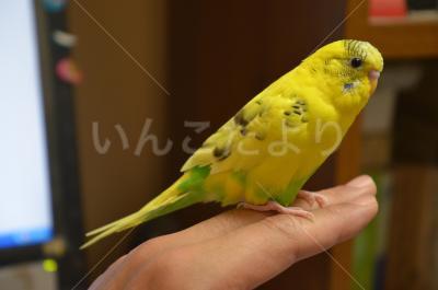 迷い鳥の写真