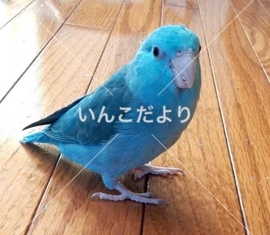 迷い鳥の写真