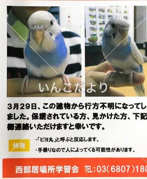 迷い鳥の写真