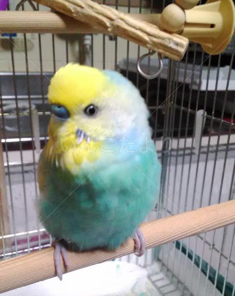 迷い鳥の写真