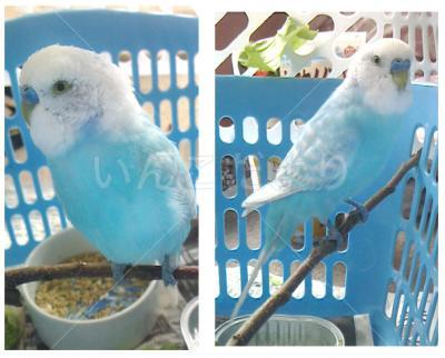 保護鳥の写真