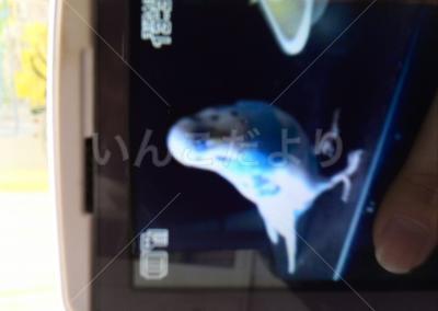 迷い鳥の写真