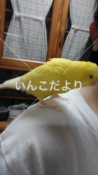 迷い鳥の写真