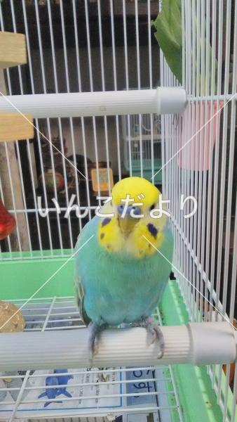 迷い鳥の写真