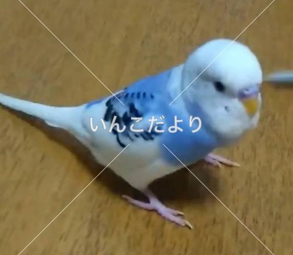 迷い鳥の写真