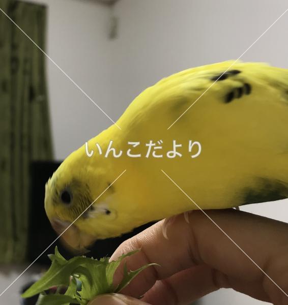 迷い鳥の写真