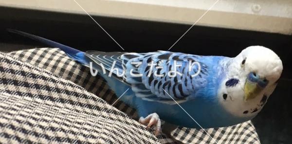 保護鳥の写真