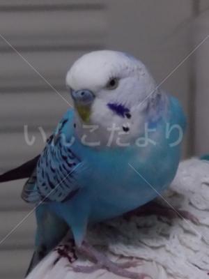 保護鳥の写真