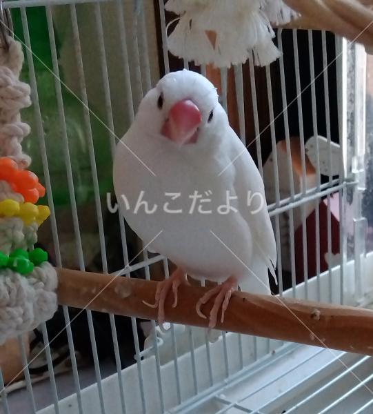 迷い鳥の写真