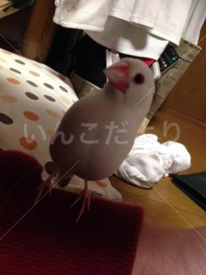 迷い鳥の写真