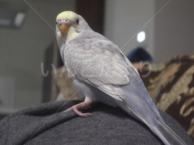 迷い鳥の写真