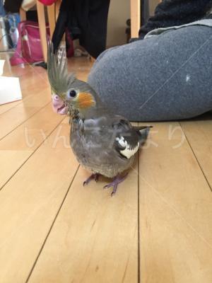 迷い鳥の写真