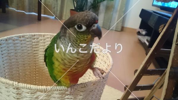 迷い鳥の写真