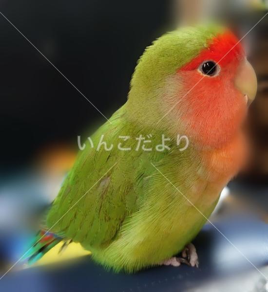 迷い鳥の写真