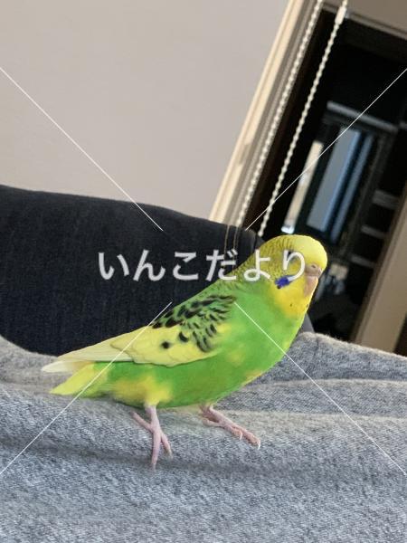 迷い鳥の写真