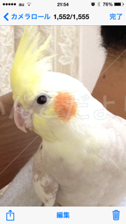 保護鳥の写真