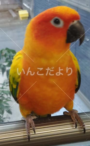 迷い鳥の写真