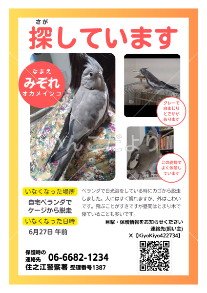 迷い鳥の写真