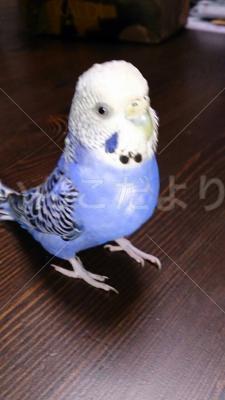迷い鳥の写真