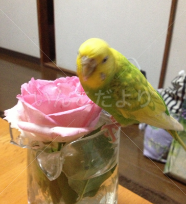 迷い鳥の写真