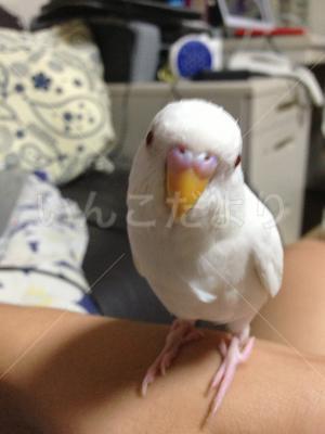 迷い鳥の写真