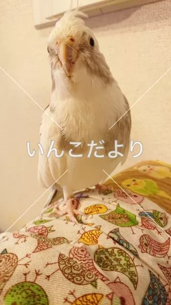 迷い鳥の写真