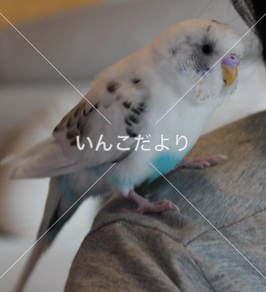 迷い鳥の写真