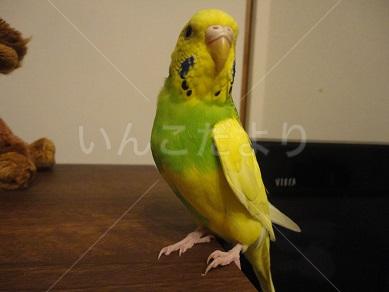 迷い鳥の写真