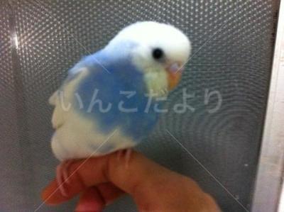 迷い鳥の写真