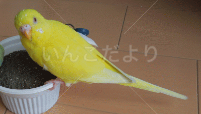 迷い鳥の写真