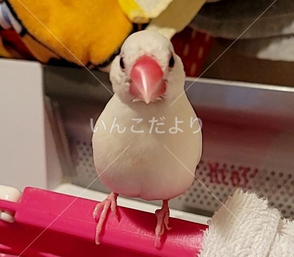 迷い鳥の写真