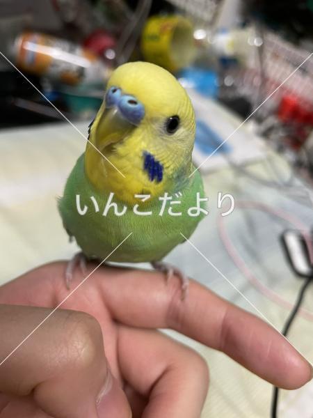 迷い鳥の写真