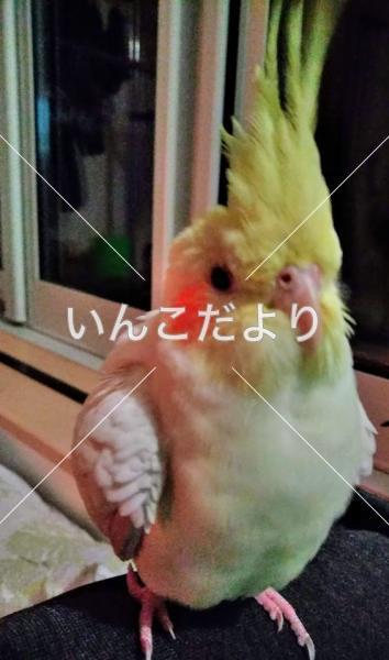 迷い鳥の写真