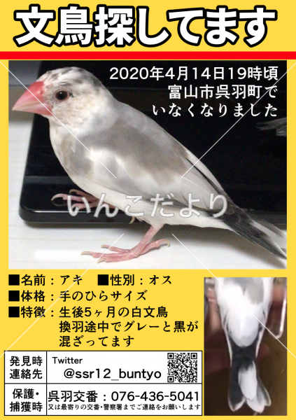 迷い鳥の写真