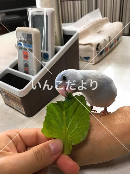 迷い鳥の写真