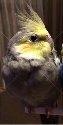 迷い鳥の写真