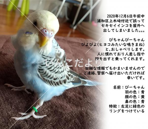迷い鳥の写真