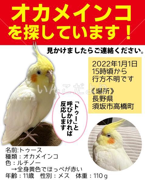 迷い鳥の写真