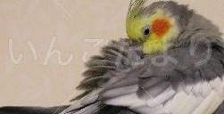 迷い鳥の写真