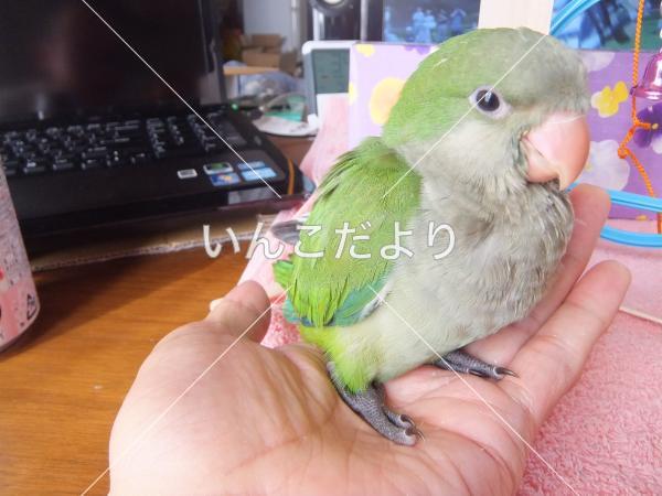 迷い鳥の写真