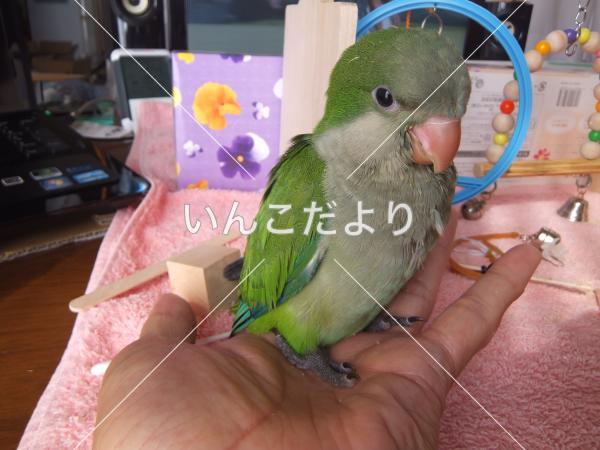迷い鳥の写真