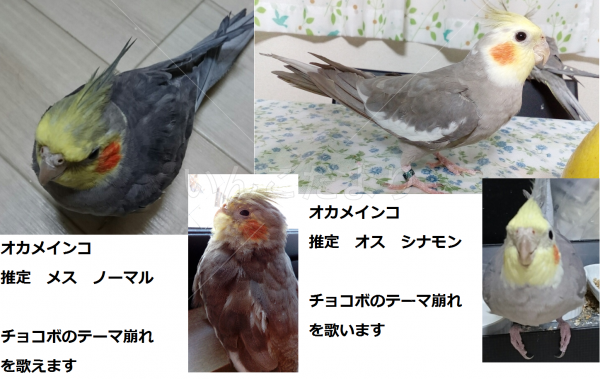 迷い鳥の写真