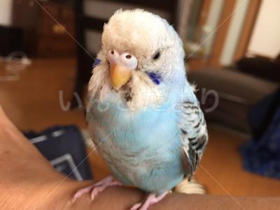保護鳥の写真