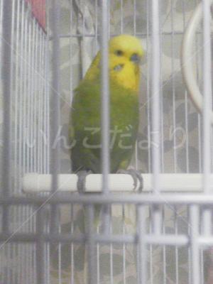 保護鳥の写真