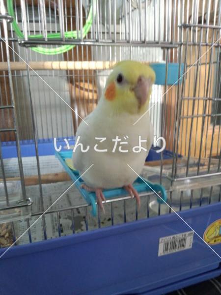 迷い鳥の写真